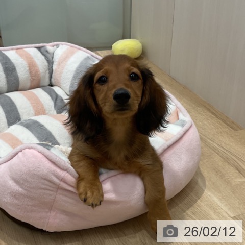 群馬県のミニチュアダックスフンド(ロング) (ペットプラス イオンモール太田店/2025年11月24日生まれ/女の子/レッド)の子犬の3枚目の画像