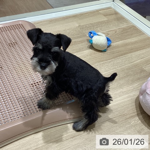 宮城県のミニチュアシュナウザー (ペットプラス 仙台上杉店/2025年11月22日生まれ/男の子/ブラックシルバー)の子犬の4枚目の画像