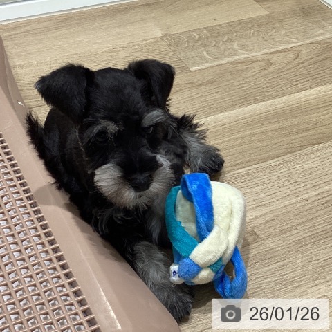 宮城県のミニチュアシュナウザー (ペットプラス 仙台上杉店/2025年11月22日生まれ/男の子/ブラックシルバー)の子犬の3枚目の画像