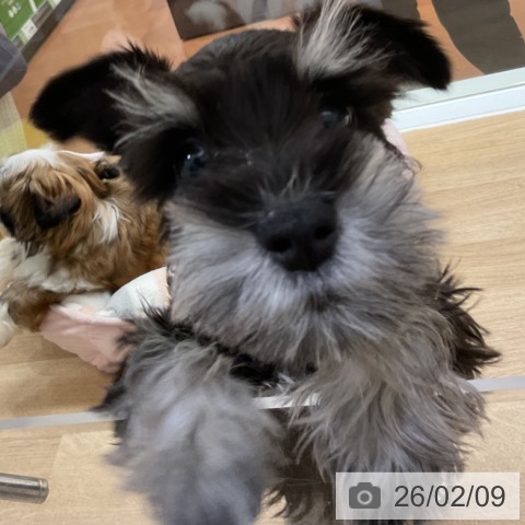 神奈川県のミニチュアシュナウザー (ペットプラス 湘南平塚店/2025年11月22日生まれ/男の子/ブラックシルバー)の子犬の3枚目の画像