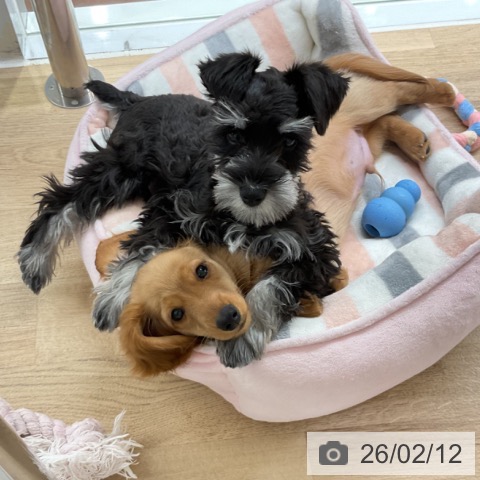 神奈川県のミニチュアシュナウザー (ペットプラス 湘南平塚店/2025年11月22日生まれ/男の子/ブラックシルバー)の子犬の3枚目の画像