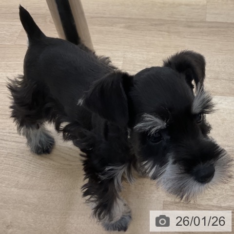 ミニチュア・シュナウザーの写真