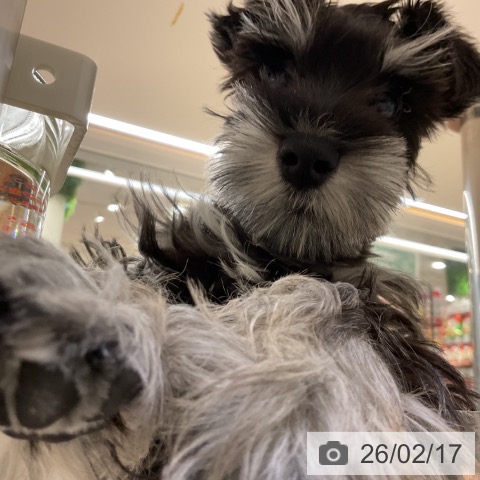 ミニチュア・シュナウザーの写真