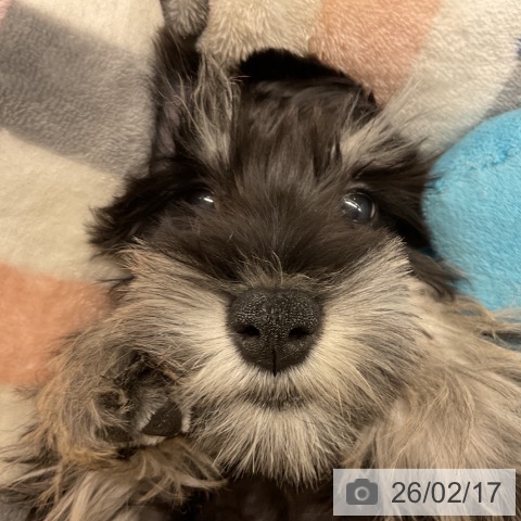 神奈川県のミニチュアシュナウザー (ペットプラス 湘南平塚店/2025年11月22日生まれ/男の子/ブラックシルバー)の子犬の4枚目の画像