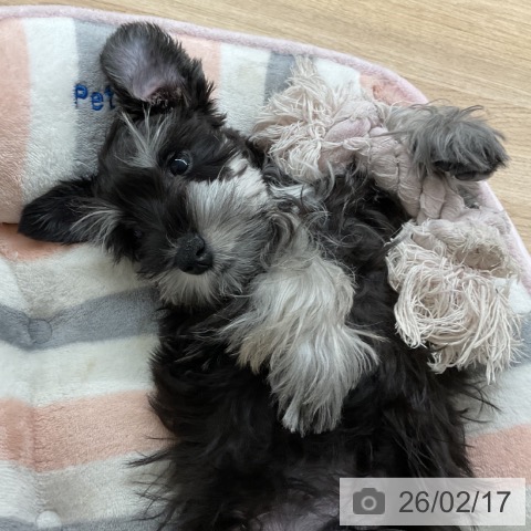 神奈川県のミニチュアシュナウザー (ペットプラス 湘南平塚店/2025年11月22日生まれ/男の子/ブラックシルバー)の子犬の3枚目の画像