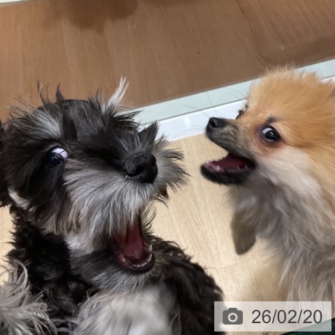 神奈川県のミニチュアシュナウザー (ペッツワン 横須賀久里浜店/2025年11月22日生まれ/男の子/ブラックシルバー)の子犬の4枚目の画像