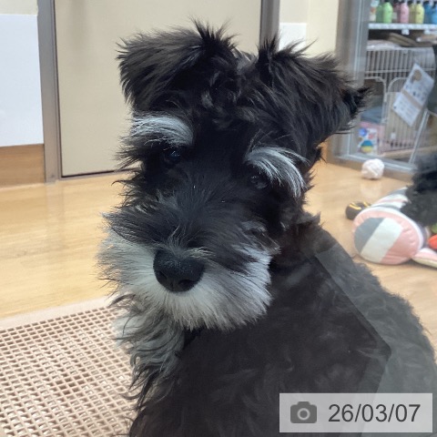 神奈川県のミニチュアシュナウザー (ペッツワン 横須賀久里浜店/2025年11月22日生まれ/男の子/ブラックシルバー)の子犬の4枚目の画像