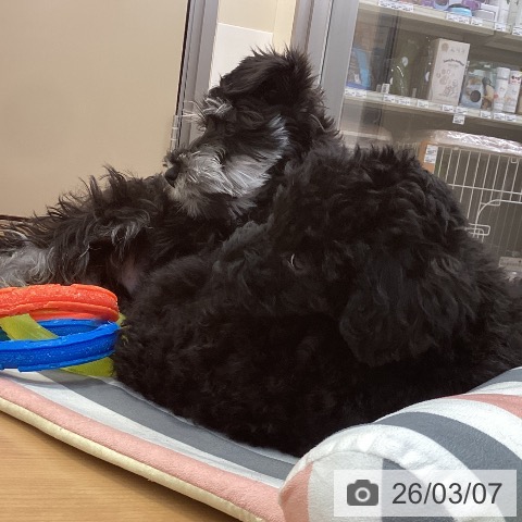 神奈川県のミニチュアシュナウザー (ペッツワン 横須賀久里浜店/2025年11月22日生まれ/男の子/ブラックシルバー)の子犬の3枚目の画像