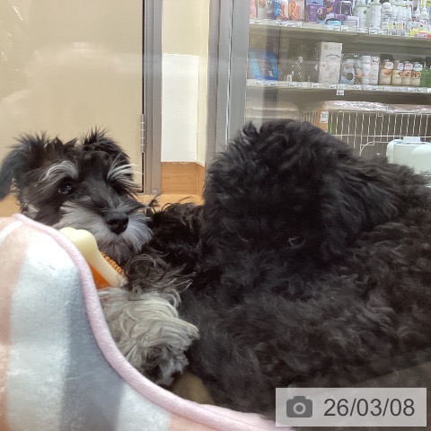 ミニチュア・シュナウザーの写真