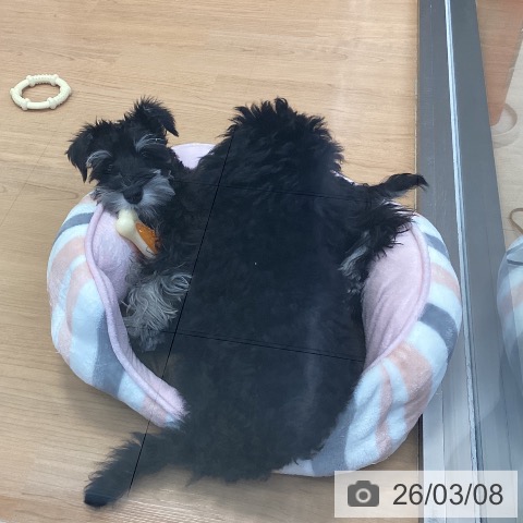 ミニチュア・シュナウザーの写真