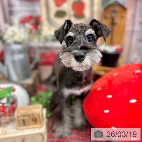 ミニチュア・シュナウザーの写真