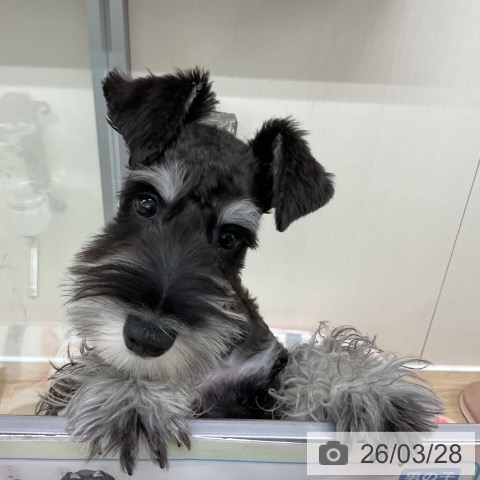 ミニチュア・シュナウザーの写真