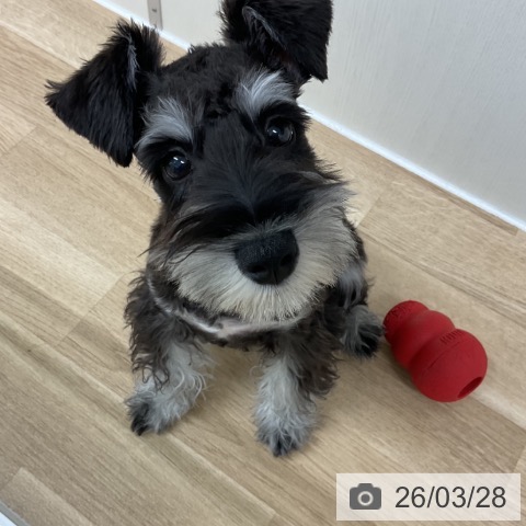 ミニチュア・シュナウザーの写真