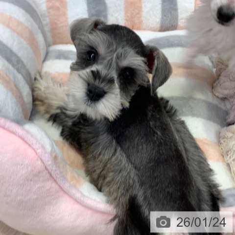 千葉県のミニチュアシュナウザー (ペットプラス 幕張新都心店/2025年11月22日生まれ/女の子/ソルトペッパー)の子犬の3枚目の画像
