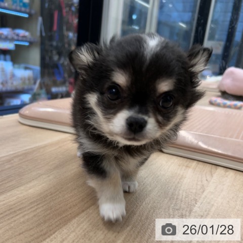 神奈川県のチワワ(ロング) (ペットプラス 武蔵小杉店/2025年11月18日生まれ/男の子/ブラッククリームホワイト)の子犬の3枚目の画像