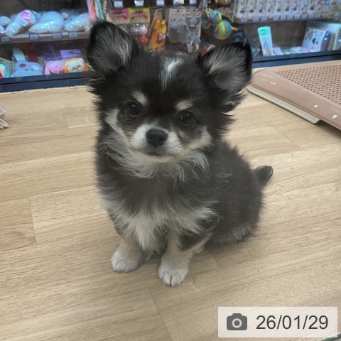 神奈川県のチワワ(ロング) (ペットプラス 武蔵小杉店/2025年11月18日生まれ/男の子/ブラッククリームホワイト)の子犬の4枚目の画像