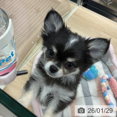 神奈川県のチワワ(ロング) (ペットプラス 武蔵小杉店/2025年11月18日生まれ/男の子/ブラッククリームホワイト)の子犬の3枚目の画像