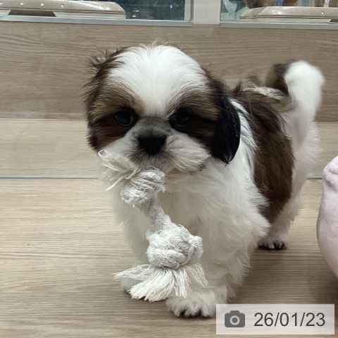 埼玉県のシーズー (ペットプラス 川口店/2025年11月8日生まれ/女の子/ホワイトゴールド)の子犬の4枚目の画像