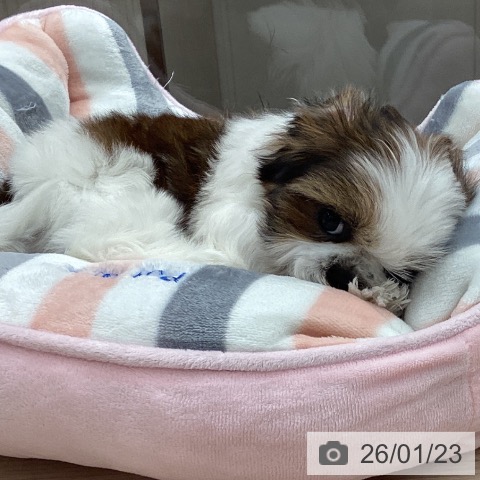 埼玉県のシーズー (ペットプラス 川口店/2025年11月8日生まれ/女の子/ホワイトゴールド)の子犬の3枚目の画像