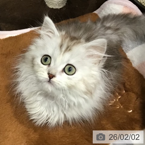 埼玉県のミヌエット (ペットプラス コクーンシティ店/2025年11月6日生まれ/男の子/シルバータビーホワイト)の子猫の4枚目の画像