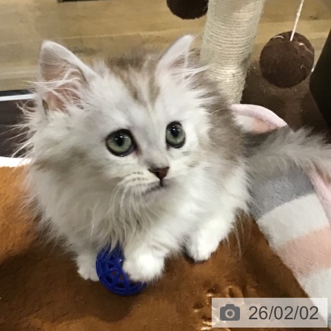 埼玉県のミヌエット (ペットプラス コクーンシティ店/2025年11月6日生まれ/男の子/シルバータビーホワイト)の子猫の3枚目の画像