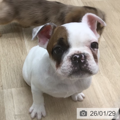 福島県のフレンチブルドッグ (ペットプラス 福島店/2025年11月26日生まれ/男の子/パイド)の子犬の3枚目の画像