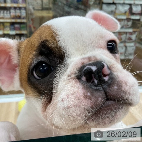 福島県のフレンチブルドッグ (ペットプラス 福島店/2025年11月26日生まれ/男の子/パイド)の子犬の4枚目の画像