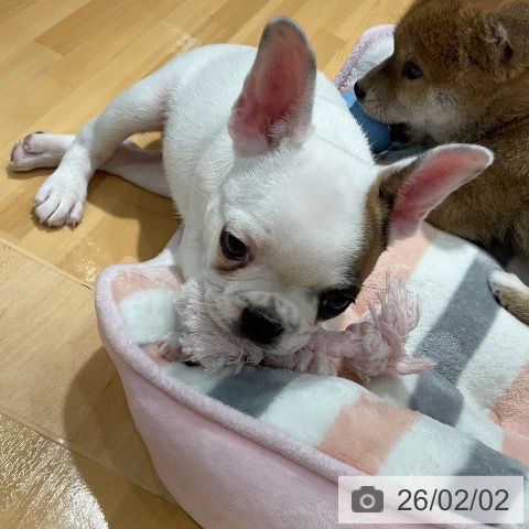 フレンチ・ブルドッグの写真