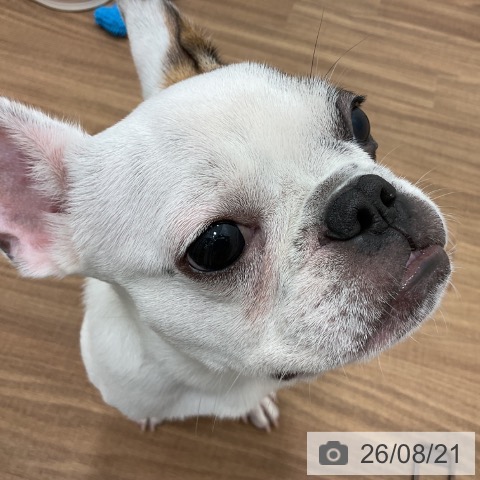 フレンチ・ブルドッグの写真