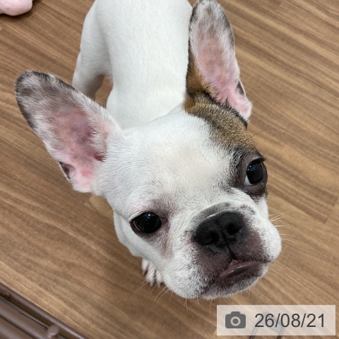 フレンチ・ブルドッグの写真