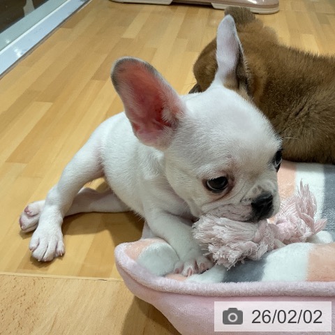フレンチ・ブルドッグの写真
