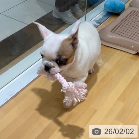 フレンチ・ブルドッグの写真