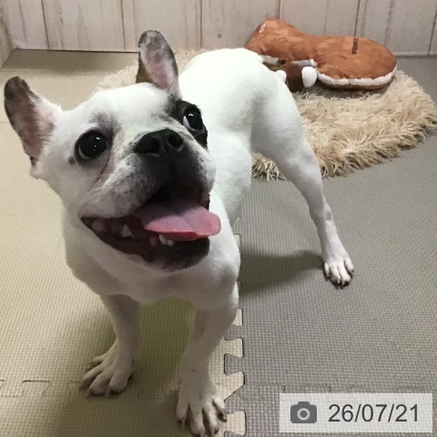 フレンチ・ブルドッグの写真