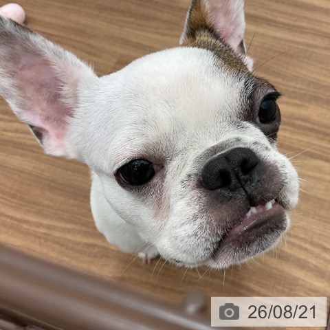 フレンチ・ブルドッグの写真