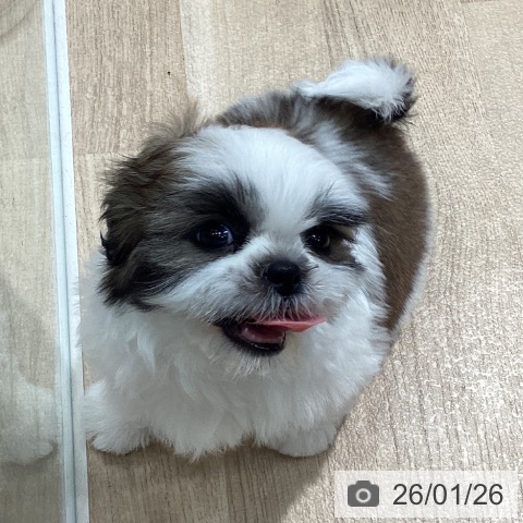 埼玉県のシーズー (ペットプラス ピオニウォーク東松山店/2025年11月24日生まれ/男の子/ホワイトゴールド)の子犬の4枚目の画像