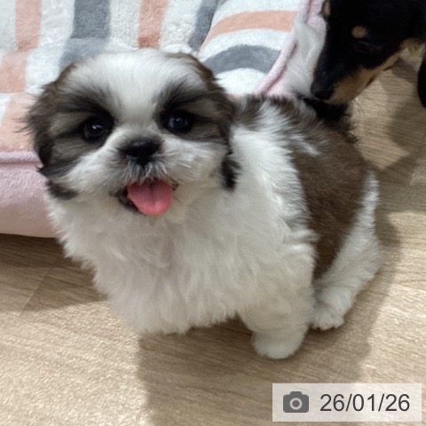 埼玉県のシーズー (ペットプラス ピオニウォーク東松山店/2025年11月24日生まれ/男の子/ホワイトゴールド)の子犬の3枚目の画像