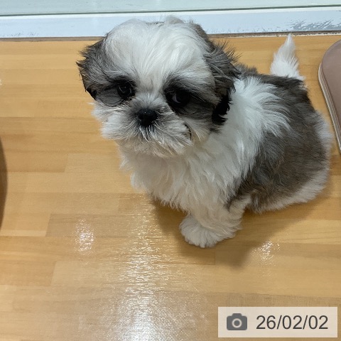 埼玉県のシーズー (ペットプラス 与野店/2025年11月24日生まれ/男の子/ホワイトゴールド)の子犬の3枚目の画像