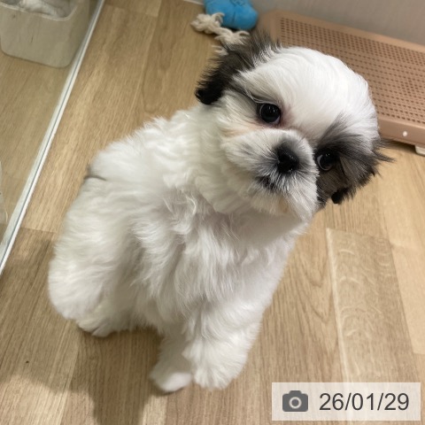 東京都のシーズー (ペットプラス MARK IS 葛飾かなまち店/2025年11月24日生まれ/男の子/ホワイトゴールド)の子犬の4枚目の画像