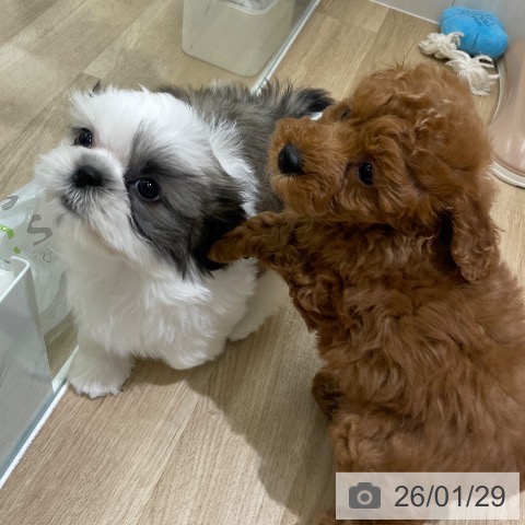 東京都のシーズー (ペットプラス MARK IS 葛飾かなまち店/2025年11月24日生まれ/男の子/ホワイトゴールド)の子犬の3枚目の画像
