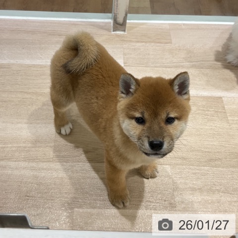 長野県の柴犬(標準サイズ) (ペットプラス 長野店/2025年11月25日生まれ/男の子/赤)の子犬の4枚目の画像