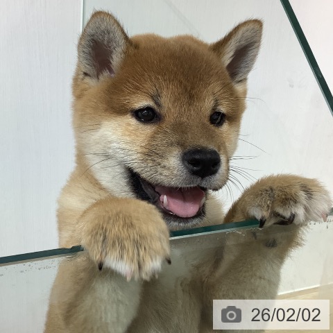 長野県の柴犬(標準サイズ) (ペットプラス 長野店/2025年11月25日生まれ/男の子/赤)の子犬の4枚目の画像