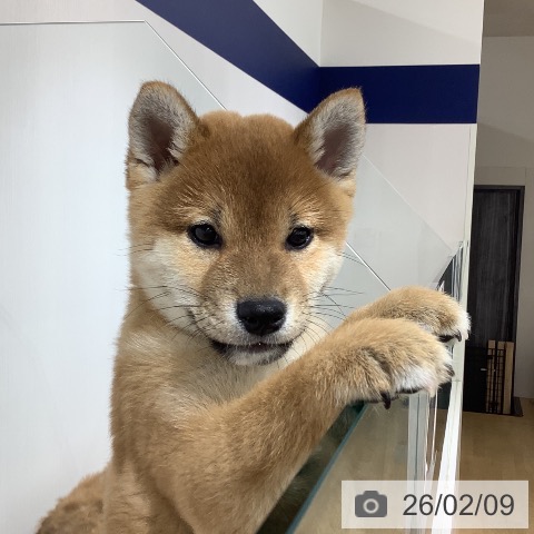 長野県の柴犬(標準サイズ) (ペットプラス 長野店/2025年11月25日生まれ/男の子/赤)の子犬の4枚目の画像