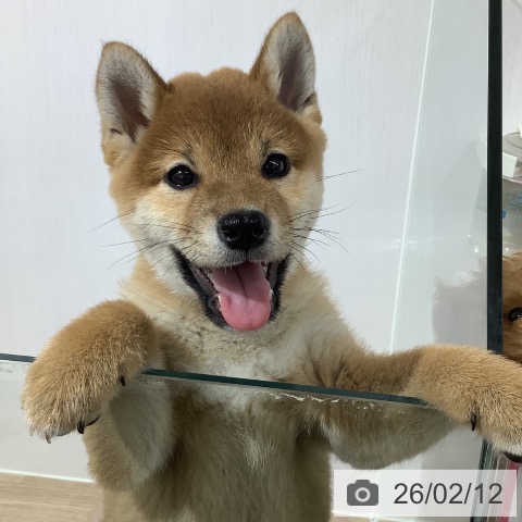 長野県の柴犬(標準サイズ) (ペットプラス 長野店/2025年11月25日生まれ/男の子/赤)の子犬の4枚目の画像