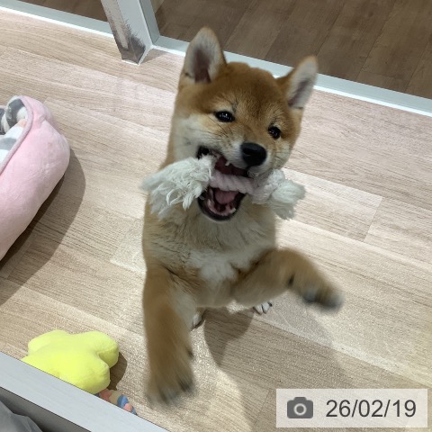 長野県の柴犬(標準サイズ) (ペットプラス 長野店/2025年11月25日生まれ/男の子/赤)の子犬の4枚目の画像