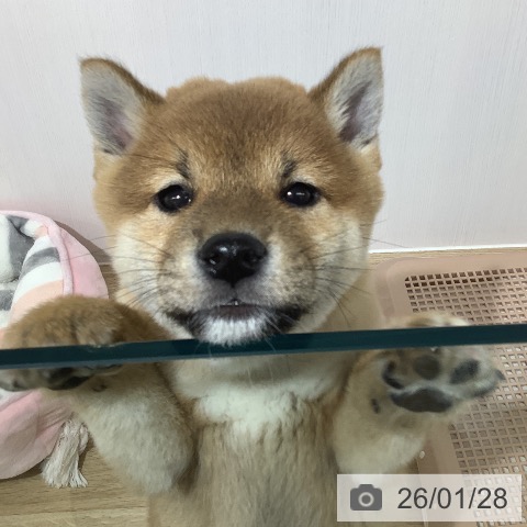 長野県の柴犬(標準サイズ) (ペットプラス 長野店/2025年11月25日生まれ/男の子/赤)の子犬の3枚目の画像