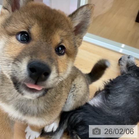 埼玉県の柴犬(標準サイズ) (ペットプラス 浦和美園店/2025年11月25日生まれ/男の子/赤)の子犬の4枚目の画像