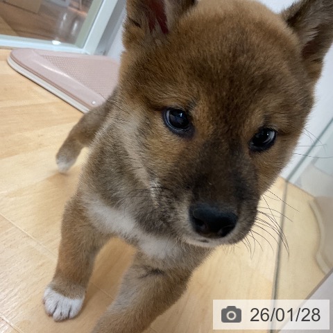 埼玉県の柴犬(標準サイズ) (ペットプラス 浦和美園店/2025年11月25日生まれ/男の子/赤)の子犬の3枚目の画像