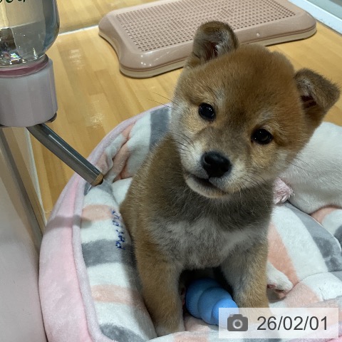 埼玉県の柴犬(標準サイズ) (ペットプラス 与野店/2025年11月25日生まれ/男の子/赤)の子犬の3枚目の画像