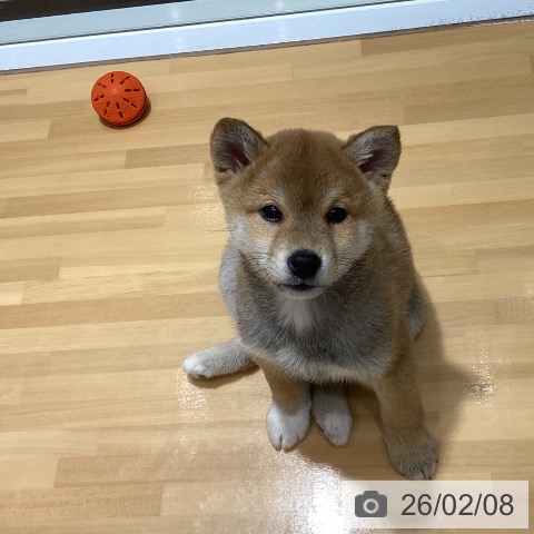 埼玉県の柴犬(標準サイズ) (ペットプラス 与野店/2025年11月25日生まれ/男の子/赤)の子犬の3枚目の画像