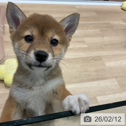 群馬県の柴犬(標準サイズ) (ペットプラス イオンモール太田店/2025年11月25日生まれ/女の子/赤)の子犬の3枚目の画像